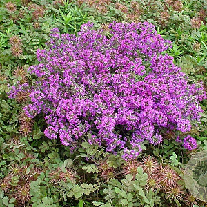 Thymus praecox 'Purple Beauty' GM P9