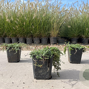 Thymus praecox 'Red Carpet' GM P9