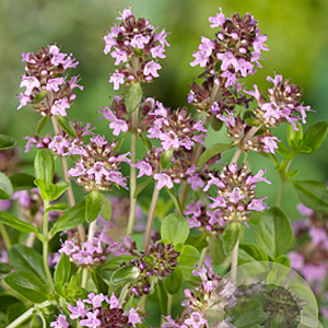 Thymus serpyllum GM P9