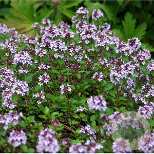 Thymus serpyllum 'Rosea' GM P9