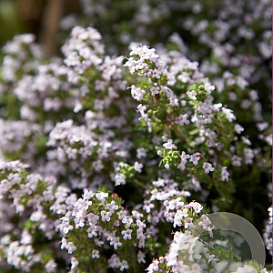 Thymus vulgaris GM P9