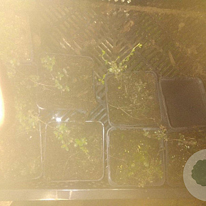 Thymus vulgaris GM P9