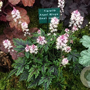 Tiarella 'Angel Wings' GM P9