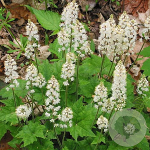 Tiarella cordifolia GM P9