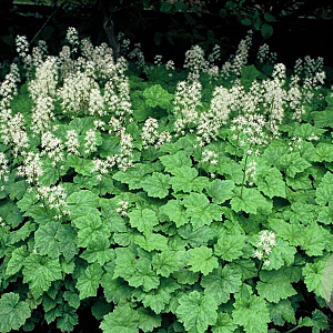 Tiarella cordifolia GM P9