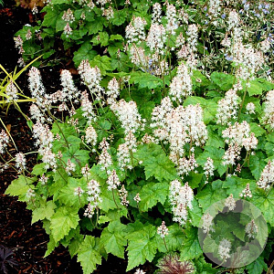 Tiarella cordifolia 'Inkblot' GM P9