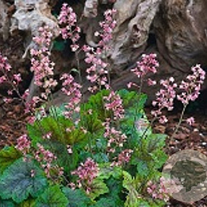 Tiarella cordifolia 'Rosalie' GM P9