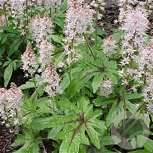 Tiarella 'Ninja' GM P9