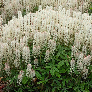 Tiarella 'Spring Symphony' GM P9