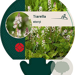 Tiarella wherryi GM P9