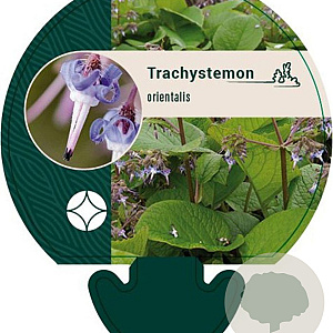 Trachystemon orientalis GM P9