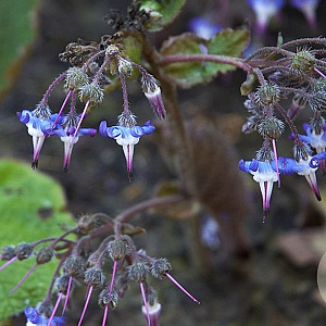 Trachystemon orientalis GM P9