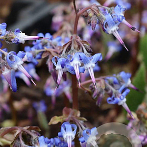 Trachystemon orientalis GM P9