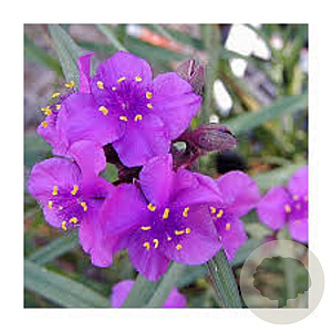 Tradescantia 'Concord Purple' GM P9