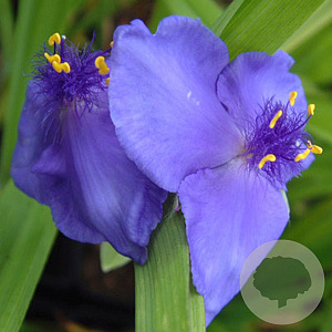 Tradescantia (A) 'Blue Stone' GM P9