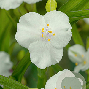 Tradescantia (A) 'Innocence' GM P9