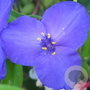 Tradescantia (A) 'Zwanenburg Blue' GM P9