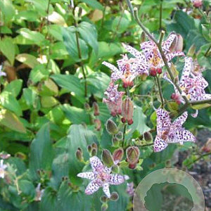 Tricyrtis formosana GM P9