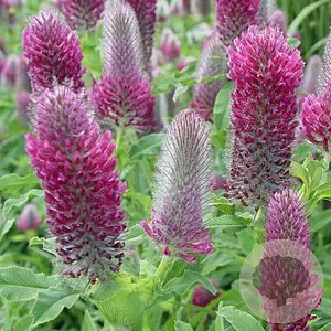 Trifolium rubens GM P9