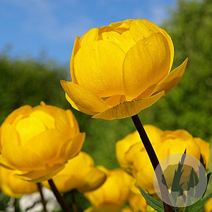 Trollius europaeus GM P9