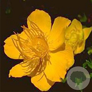 Trollius 'Goldquelle' GM P9