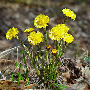 Tussilago farfara GM P9