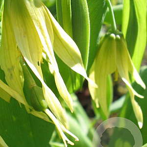 Uvularia grandiflora GM P9