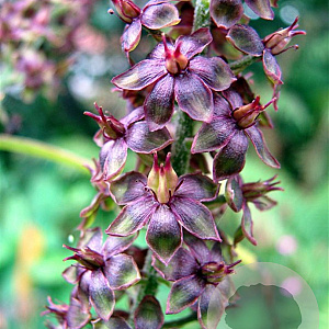 Veratrum nigrum GM P9