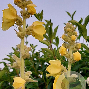 Verbascum 'Densiflorum' GM P9