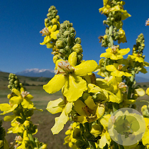 Verbascum longifolium GM P9