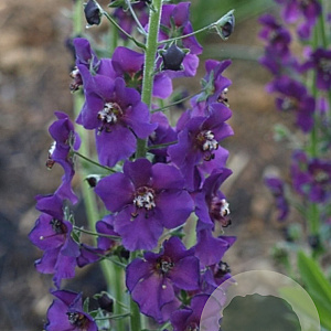 Verbascum phoeniceum GM P9