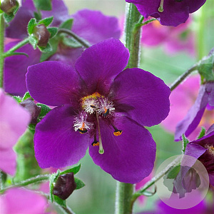 Verbascum rigida 'Violet' GM P9