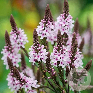 Verbena hastata 'Rosea' GM P9