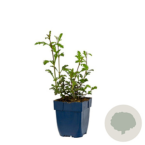 Verbena officinalis 'Bampton' GM  P11