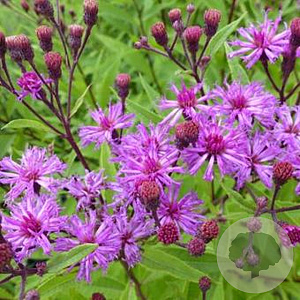 Vernonia crinita GM P9