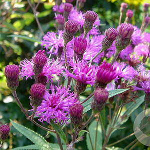 Vernonia crinita GM P9