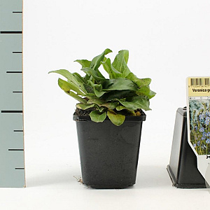 Veronica gentianoides GM P9