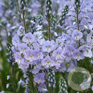 Veronica gentianoides GM P9