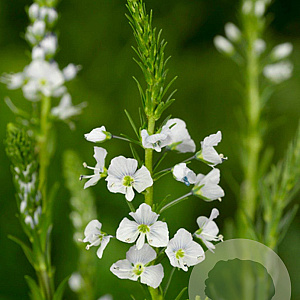 Veronica gentianoides GM P9