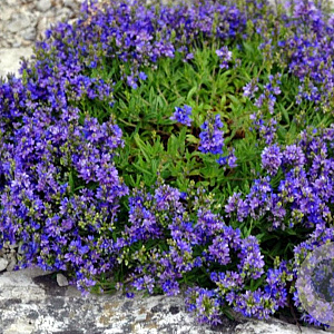 Veronica prostrata GM P9