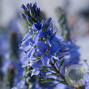 Veronica prostrata GM P9