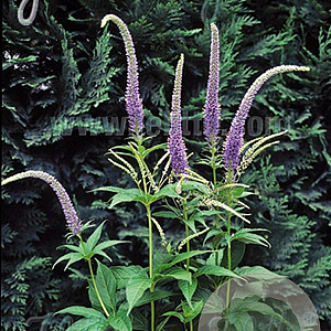 Veronicastrum sibiricum GM P9