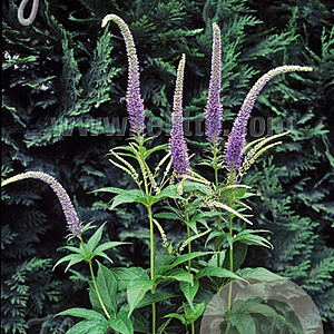 Veronicastrum sibiricum GM P9