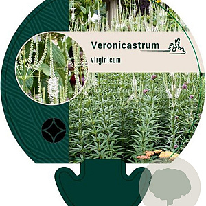 Veronicastrum virginicum GM P9