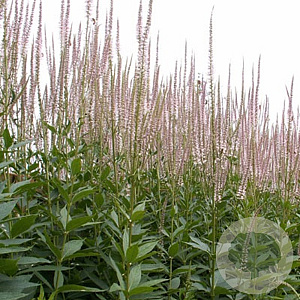 Veronicastrum virginicum GM P9