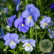 Viola (C) 'Blue Perfection' GM P9