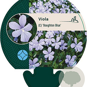 Viola (C) 'Boughton Blue' GM P9