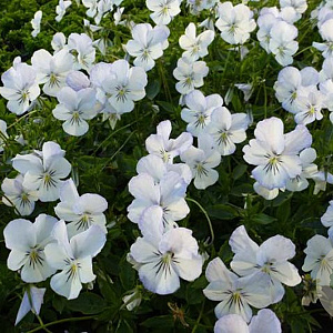 Viola (C) 'Icy but Spicy' GM P9