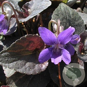 Viola labradorica GM P9