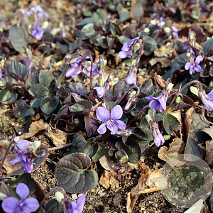 Viola labradorica GM P9
